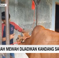 Agar kondisi kandang sapi di rumah mewah ini tetap bersih, rutin dibersihkan setiap pagi dan sore hari. Sapi-sapi ini pun dimandikan satu kali sehari. Seperti di foto ini terlihat beberapa orang sedang membersihkan sekitar kandang sapi. Foto: Dok. CNN Indonesia.