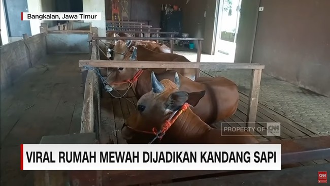 Salah satu kerabat Samsudin yang bernama Khadijah mengungkapkan alasan rumah mewah tersebut menjadi kandang sapi. Memang sengaja dipersiapkan bagi sapi-sapinya. Karena buat yang punya sapi pak Haji Samsudin sendiri karena menurut dia sapi ini suatu kebanggan dan keistimewaan tersendiri, jelasnya. Foto: Dok. CNN Indonesia.