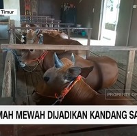 Salah satu kerabat Samsudin yang bernama Khadijah mengungkapkan alasan rumah mewah tersebut menjadi kandang sapi. Memang sengaja dipersiapkan bagi sapi-sapinya. Karena buat yang punya sapi pak Haji Samsudin sendiri karena menurut dia sapi ini suatu kebanggan dan keistimewaan tersendiri, jelasnya. Foto: Dok. CNN Indonesia.