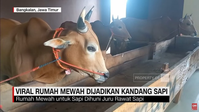 Selain itu, sapi-sapi karapan ini juga mendapatkan pelakuan khusus seperti diberikan minuman jamu, telur ayam kampung, serta rumput dan daun-daun pilihan.  Foto: Dok. CNN Indonesia.