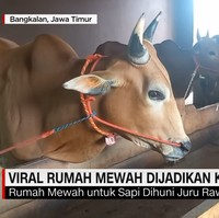 Selain itu, sapi-sapi karapan ini juga mendapatkan pelakuan khusus seperti diberikan minuman jamu, telur ayam kampung, serta rumput dan daun-daun pilihan.  Foto: Dok. CNN Indonesia.