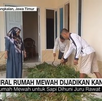 Rumah mewah khusus kandang sapi ini juga dihuni oleh beberapa orang pegawai untuk merawat sapi. Rumah ini memiliki beberapa ruangan. Dua ruangan digunakan untuk perawatan sapi dan sisanya dipakai sebagai tempat istirahat juru rawat sapi. Foto: Dok. CNN Indonesia.
