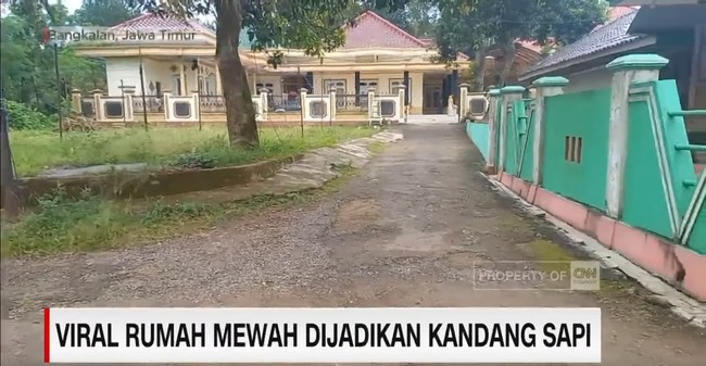 Sapi karapan sengaja ditempatkan di rumah mewah karena menurut Haji Samsudin hewan tersebut sudah terbukti menjadi juara dalam ajang karapan sapi. Satu ekor sapi juara dihargai ratusan hingga Rp 1 Miliar. Foto: Dok. CNN Indonesia.