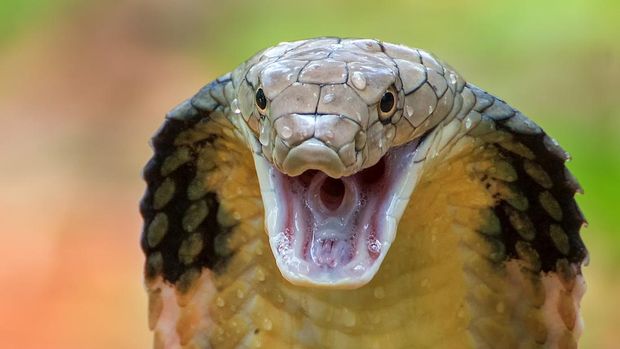 Angry king cobra in attack position