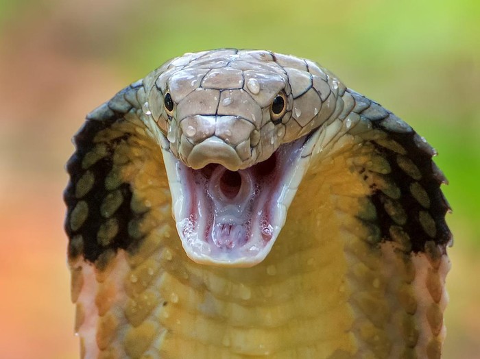 Angry king cobra in attack position