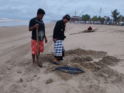 Anak lumba-lumba yang terdampar di pantai, pada Rabu (15/2/2023). (Triwidiyanti/detikBali)