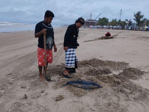 Anak Lumba-lumba Mati Terdampar di Pantai Legian