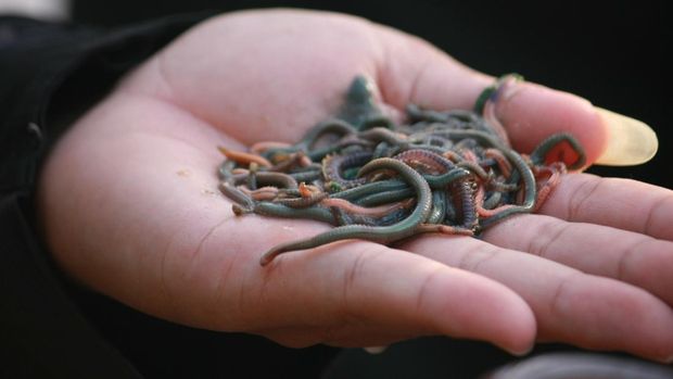 The Bau Nyale tradition means catching nyale, the sea worm, which has been held for up to hundreds of years. Catching these rare worms is a tradition, because apart from worms that only come out once a year in the area, these worms also mean fertility for the people of West Sumba. Nyale are not just worms for the people of West Sumba, apart from being a source of food and fertility, nyale can also represent the people's harvest. The estimated harvest is immediately reflected in the color of the nyale that comes out at the time of catching. According to local beliefs, the harvest will be abundant if the nyale that comes out is completely fat and colored, namely white, black, green, yellow and brown. The color also determines how much rain will fall when planting. Photo taken in Rua beach, Wanokaka, West Sumba, East Nusa Tenggara, Indonesia.