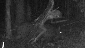 Belum diketahui sosok yang menunggangi babi tersebut. Foto: Reddit