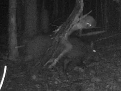 Kumpulan Foto Kutukan Bikin Merinding Saat Dilihat