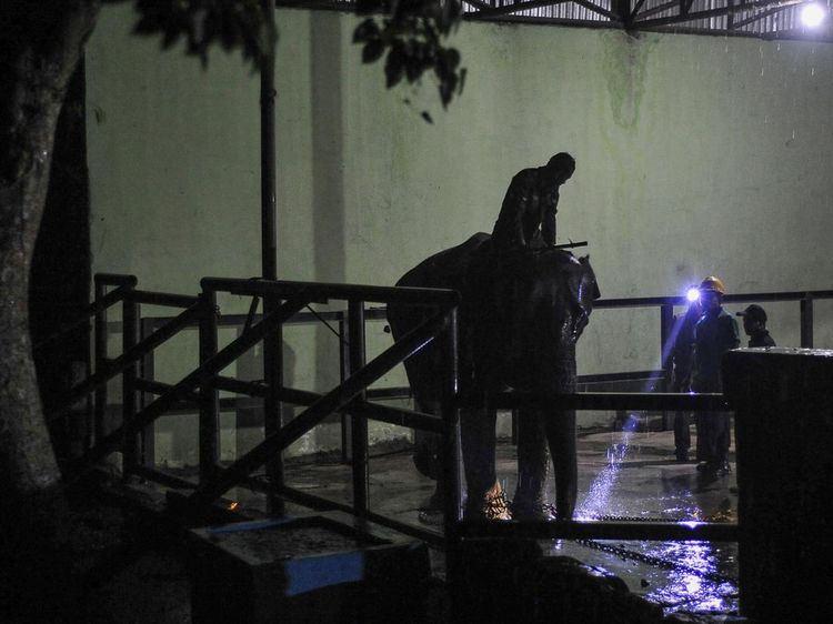 Fraksi Si Gajah Betina Sumatera Tiba di Kebun Binatang Rimba Jambi