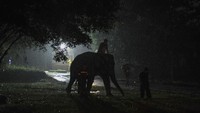Gajah betina ini berusia 33 tahun dan didatangkan dari kawasan konservasi milik PT WKS yang ada di Kabupaten Tanjungjabung Barat Jambi.