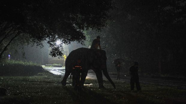 Petugas Balai Konservasi Sumber Daya Alam (BKSDA) Jambi memandu pemindahan gajah Sumatera (Elephas maximus sumatranus) betina bernama Fraksi (33) setibanya di Kebun Binatang Taman Rimba Jambi, Jambi, Selasa (14/2/2023). Fraksi dipindahkan dari PT Wira Karya Sakti, Jambi guna memenuhi kesejahteraan satwa di kebun binatang setempat yang sejak beberapa tahun terakhir hanya memiliki seekor gajah Sumatera jantan bernama Alfa (38).