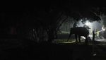 Fraksi Si Gajah Betina Sumatera Tiba di Kebun Binatang Rimba Jambi