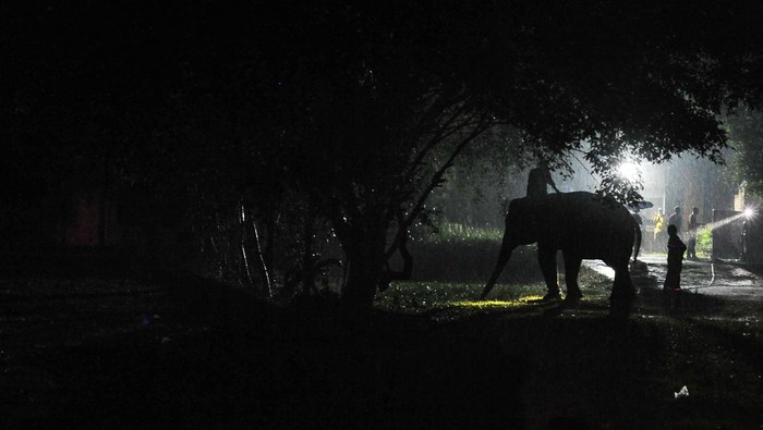 Fraksi Si Gajah Betina Sumatera Dipindahkan ke Kebun Binatang Jambi Petugas Balai Konservasi Sumber Daya Alam (BKSDA) Jambi memandu pemindahan gajah Sumatera (Elephas maximus sumatranus) betina bernama Fraksi (33) setibanya di Kebun Binatang Taman Rimba Jambi, Jambi, Selasa (14/2/2023). Fraksi dipindahkan dari PT Wira Karya Sakti, Jambi guna memenuhi kesejahteraan satwa di kebun binatang setempat yang sejak beberapa tahun terakhir hanya memiliki seekor gajah Sumatera jantan bernama Alfa (38).