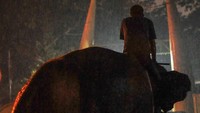 Sejauh ini, Taman Rimba itu hanya memiliki satu ekor gajah jantan bernama Alfa. Dengan adanya tambahan gajah betina baru itu juga akan dijodohkan dengan gajah jantan Alfa itu.