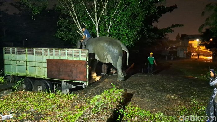 Gajah bernama Fraksi malam ini di Taman Rimba Zoo Jambi