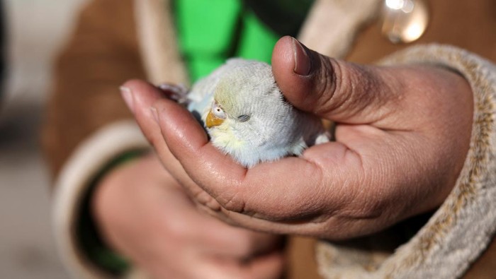 Amina, whose home was destroyed, holds the bird Enkaz, in the aftermath of a deadly earthquake in Kahramanmaras, Turkey February 14, 2023. REUTERS/Nir Elias