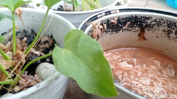 Menyiram tanaman dengan air endapan sampah dapur