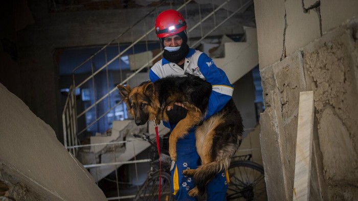 Momen Pilu Penyelamatan Ajing yang 7 Hari Terjebak Reruntuhan Gempa Turki Mehmet Gurkan, a member of the Turkish animal rights group HAYTAP, rescues a dog that was trapped for seven days inside a house affected by the earthquake in Antakya, southeastern Turkey, on Sunday, Feb. 12, 2023. (AP Photo/Bernat Armangue)