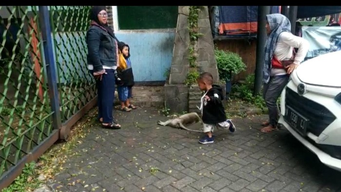 Monyet liar yang ditemukan mati di Taman Wisata Wendit Malang.