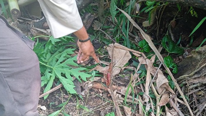 Wanita berinisial RM (49) di Distrik Waris, Kabupaten Keerom, Papua meninggal dunia usai diserang burung Kasuari secara brutal.