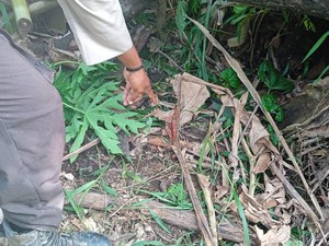 Wanita di Keerom Papua Tewas Diserang Burung Kasuari Secara Brutal