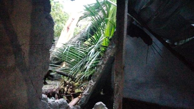 Pohon trembesi ambruk di Desa Karangnongko, Klaten.