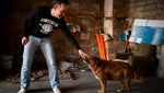 Potret Bobi, Anjing Tertua di Dunia dari Portugal
