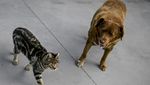 Potret Bobi, Anjing Tertua di Dunia dari Portugal
