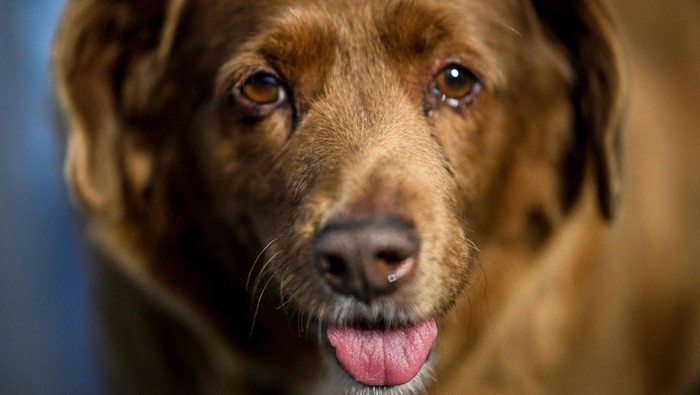 A picture taken on February 12, 2023 shows Bobi, a 30 year-old Portuguese dog that has been declared the world's oldest dog by Guinness World Records, at his home in the village of Conqueiros near Leiria. (Photo by PATRICIA DE MELO MOREIRA / AFP) (Photo by PATRICIA DE MELO MOREIRA/AFP via Getty Images)