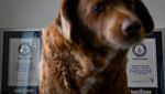 Potret Bobi, Anjing Tertua di Dunia dari Portugal