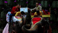 Pernikahan yang dilakukan di atas punggung gajah menjadi acara tahunan yang digelar di Nong Nooch Tropical Garden.   