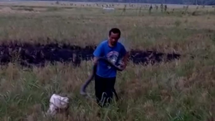 Tangkapan layar warga Pangandaran tangkap ular kobra pakai tangan kosong.