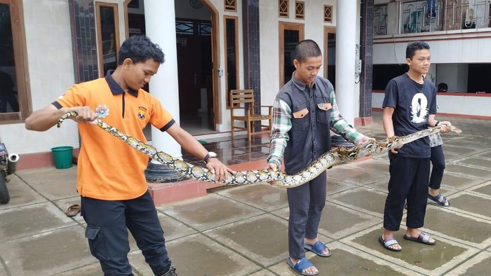 Seorang santri Ponpes Al Barru Wonogiri menangkap ular sanca Kembang setelah mengaji. Awalnya ular itu dikira sampah kain.