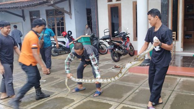 Santri Ponpes Al Barru Wonogiri  menangkap ular di lingkungan pondok.