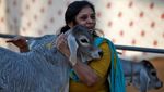 Unik Banget, India Ubah Valentine Jadi Hari Memeluk Sapi