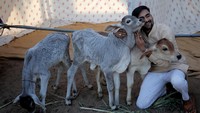 Seorang pria memeluk anak sapi di penampungan sapi di Ahmedabad, India, Selasa (14/2/2023).  
