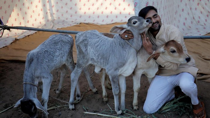 Unik Banget, India Ubah Valentine Jadi Hari Memeluk Sapi A man hugs calves as part of celebrations to mark