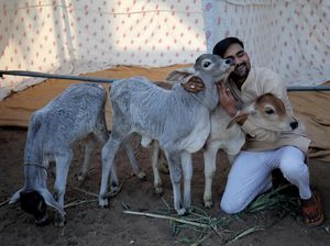 Unik Banget, India Ubah Valentine Jadi Hari Memeluk Sapi