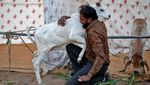Unik Banget, India Ubah Valentine Jadi Hari Memeluk Sapi