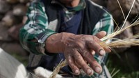 Caranya, setiap orang ditugaskan untuk merajut berhelai-helai tali yang dibuat dari rumput. Setelah jadi, rajutan rumput tersebut akan diikat satu sama lain hingga menjadi lebih tebal. Tradisi itu pun terus dilakukan selama 500 tahun hingga sekarang. (Federico Tovoli/Getty Images)