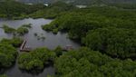 Ekowisata Mangrove Pantai Bebek Jayapura Asri Banget