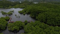 Ekowisata tersebut menjadi destinasi favorit wiatawan di Ibu Kota Papua sekaligus menjadi habitat bagi beragam satwa serta pencegah abrasi di pesisir setempat.