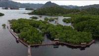 Foto udara suasana hutan bakau dengan fasilitas jembatan kayu di Mangrove Pantai Bebek, Hamadi, Kota Jayapura, Papua, Kamis (16/2/2023).