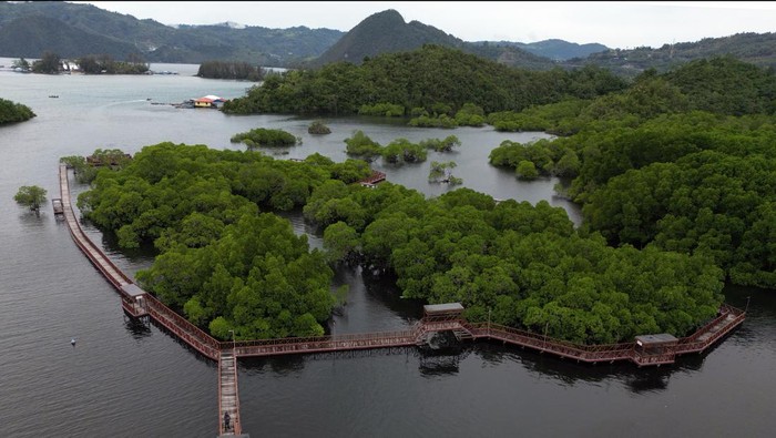 Foto udara suasana hutan bakau dengan fasilitas jembatan kayu di Mangrove Pantai Bebek, Hamadi, Kota Jayapura, Papua, Kamis (16/2/2023). Ekowisata tersebut menjadi destinasi favorit wiatawan di Ibu Kota Papua sekaligus menjadi habitat bagi beragam satwa serta pencegah abrasi di pesisir setempat. ANTARA FOTO/Gusti Tanati/app/rwa.