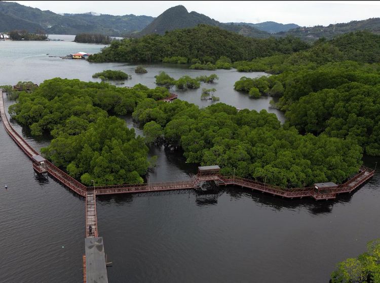 Ekowisata Mangrove Pantai Bebek Jayapura Asri Banget