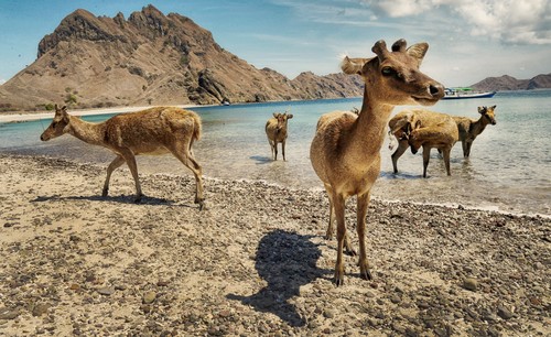 Terdapat beberapa hewan yang tinggal di pulau padar yang menambah indahnya pulau ini