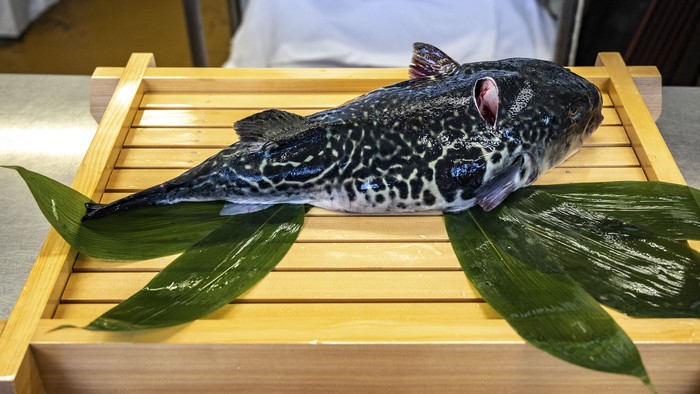 Ternyata Ini Ikan Paling Berbahaya untuk Dimakan, Beracun?