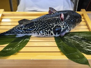Ternyata Ini Ikan Paling Berbahaya untuk Dimakan, Beracun?